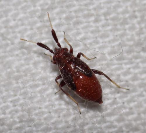 Atractotomus mali